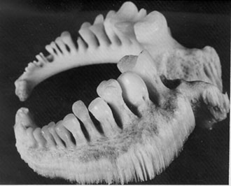 Pharyngeal apparatus of the adult Copper Redhorse